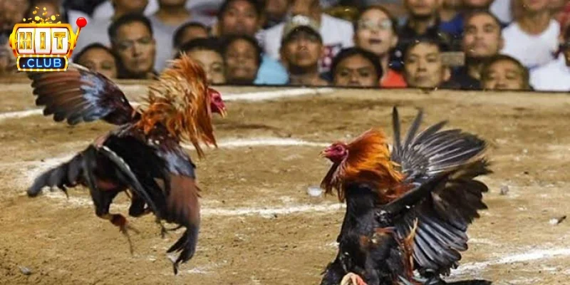 Đá gà trên mạng là gì?
